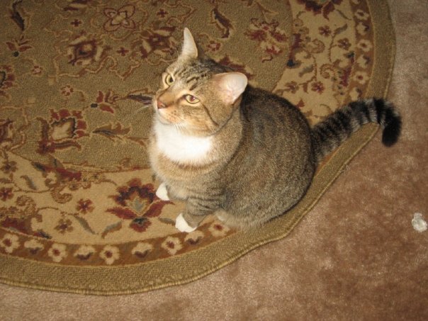Toonces Toonces Allen