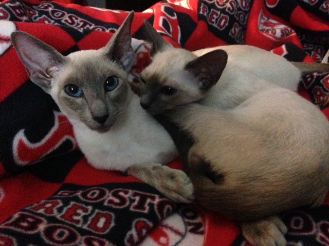 Vrnda's new kittens!