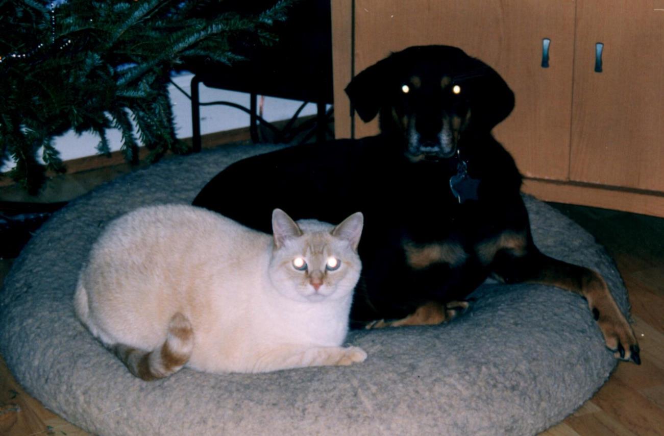 Wally and Maple (Copy) Wally grew up with dogs and liked them too!