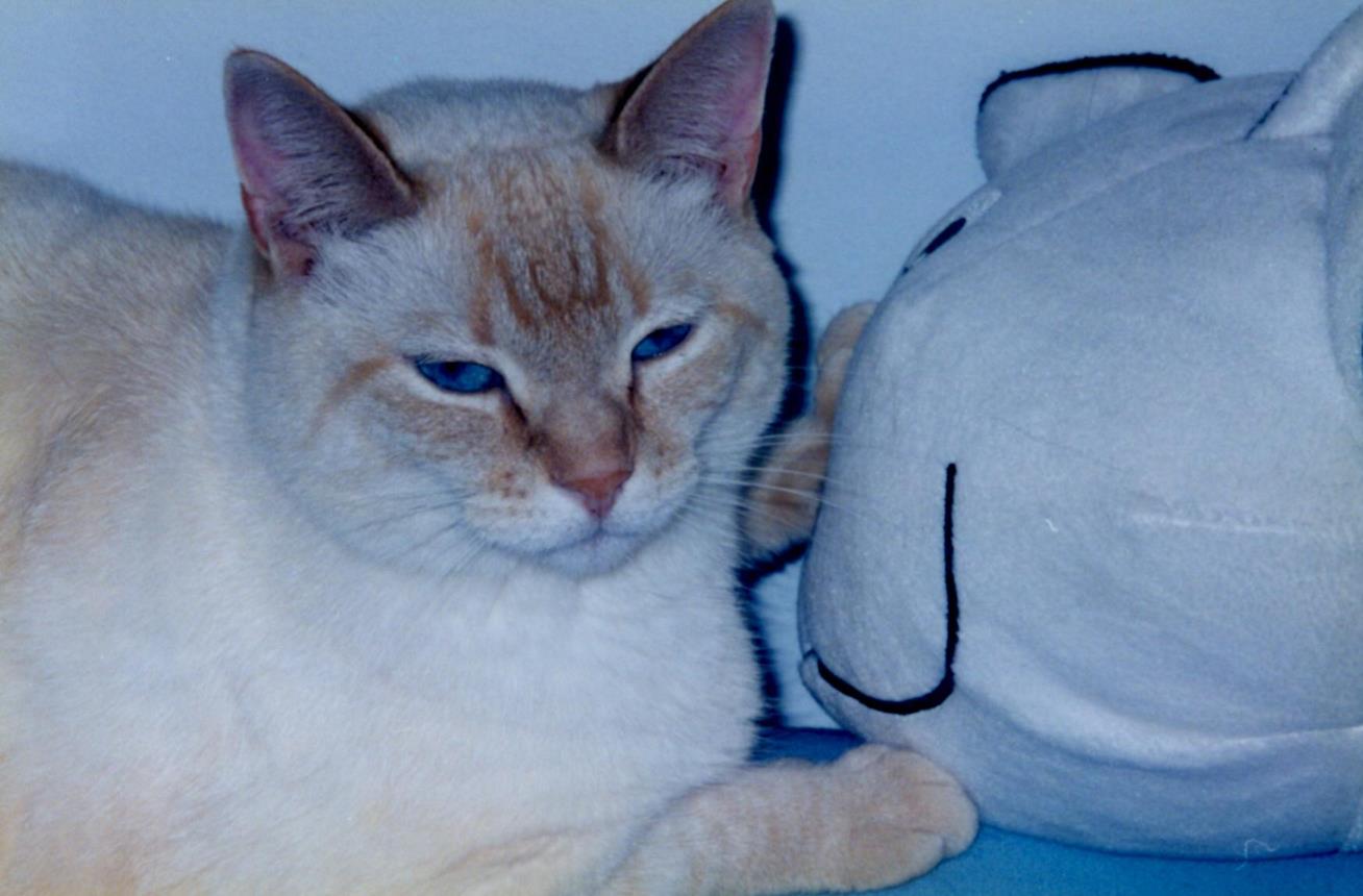 Wally close up on blue futon (Copy)