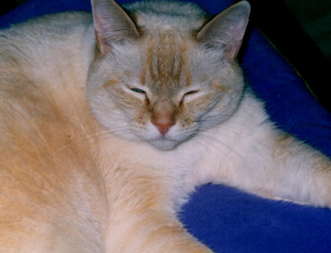 Wally close up on rocking chair (Copy) Wally close up on rocking chair (Copy)