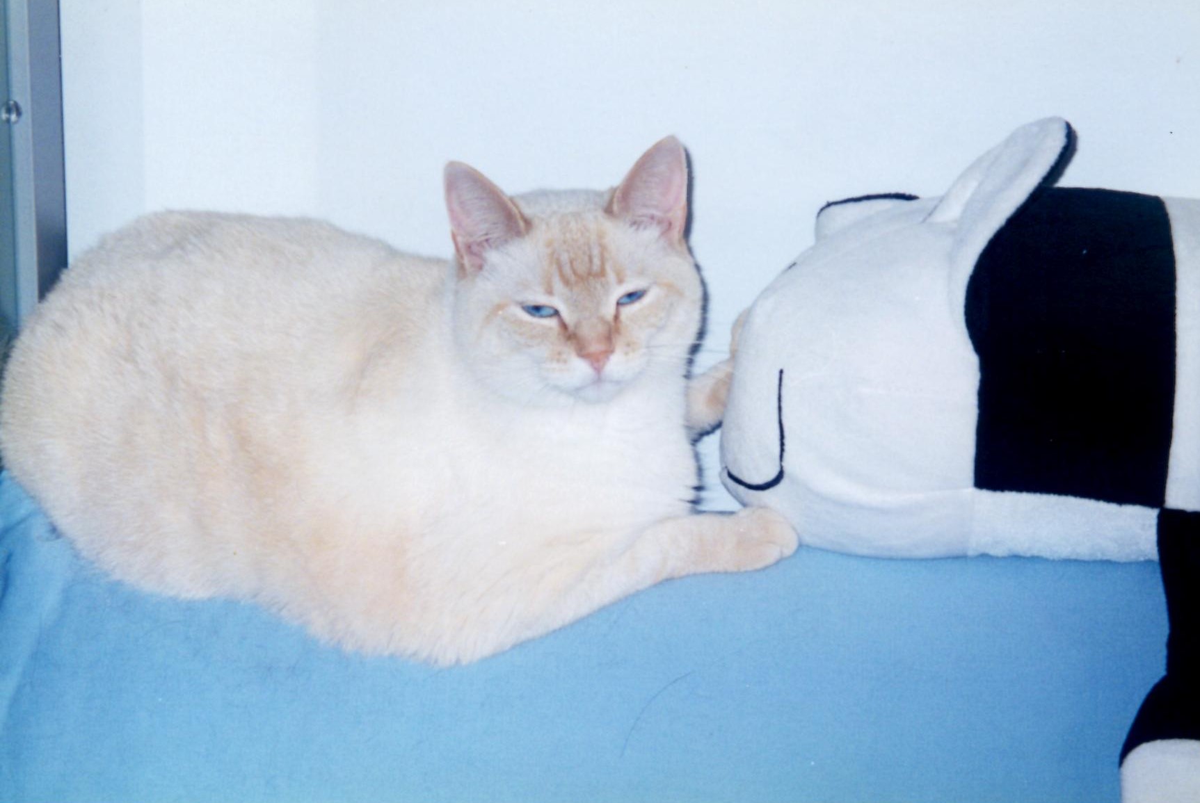 Wally on blue futon w cat pillow So handsome!