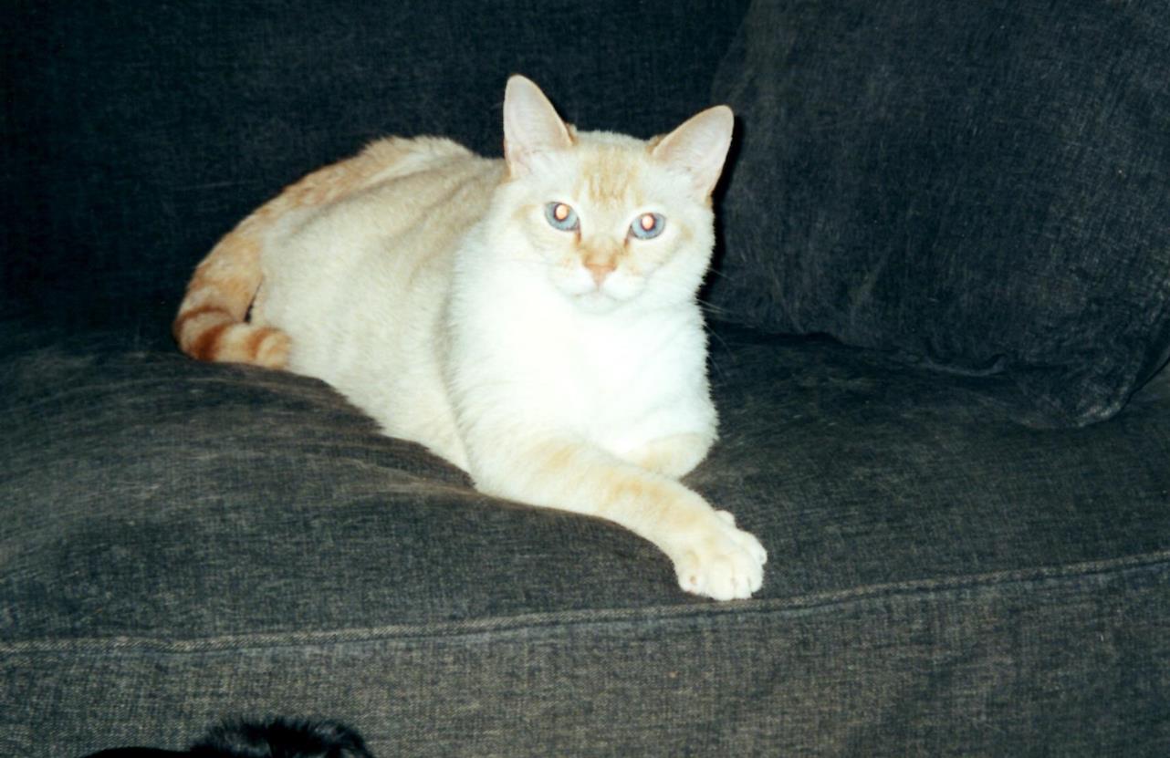 Wally on sofa May 2001 (Copy)