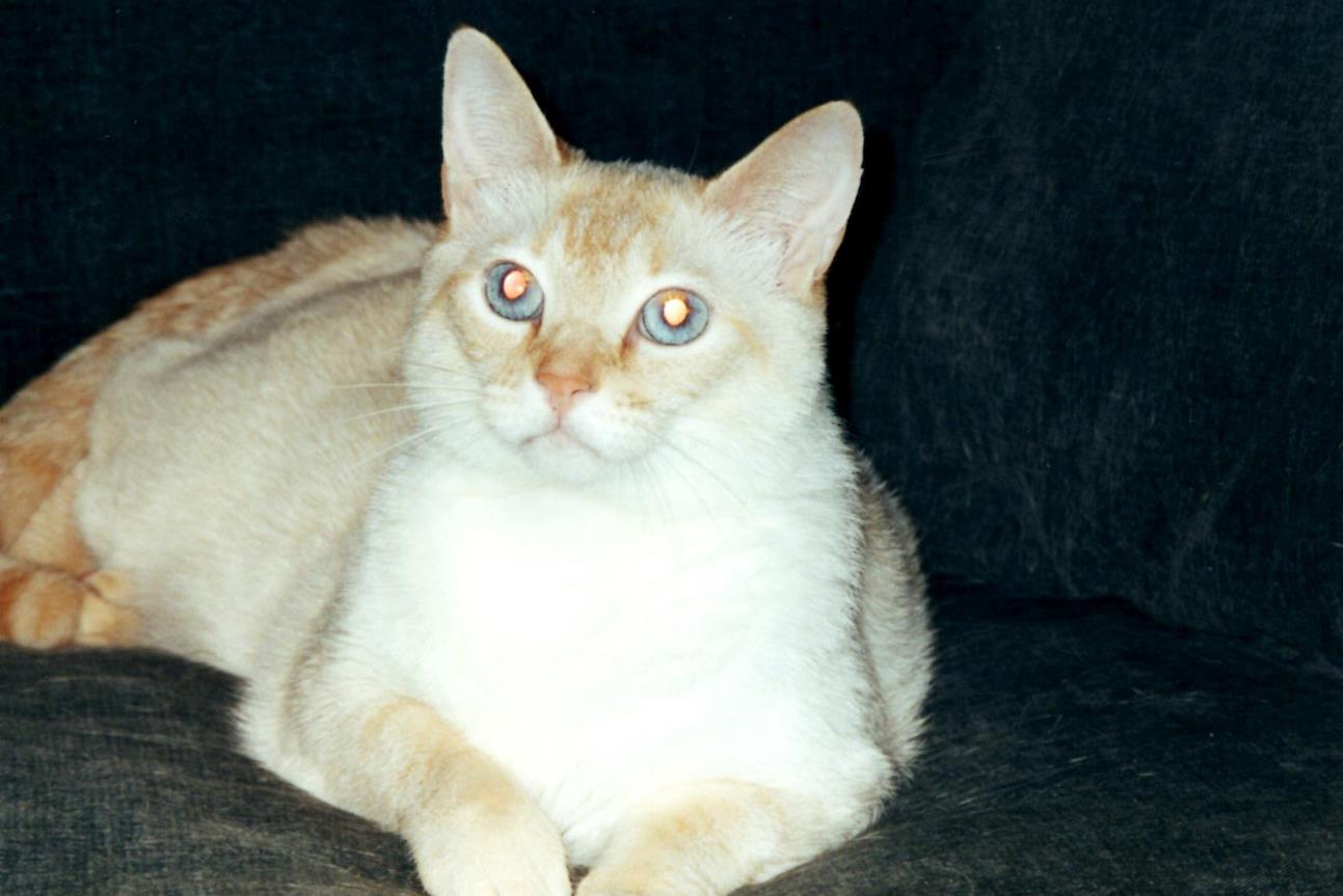 Wally on sofa close up May 2001 (Copy) Wally on sofa close up May 2001 (Copy)