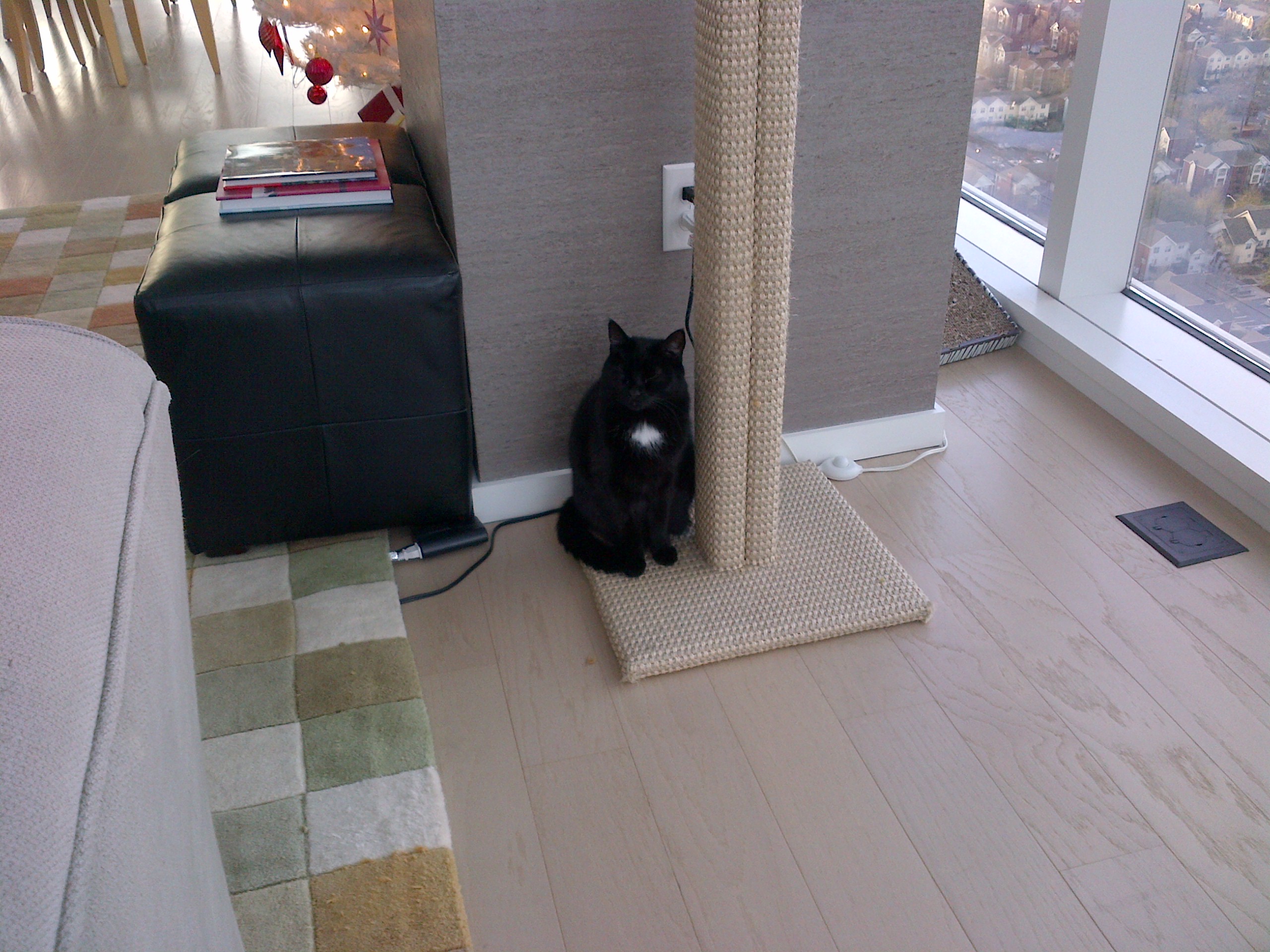 Wesson is very pleased with her stylish new scratching post by FF. 