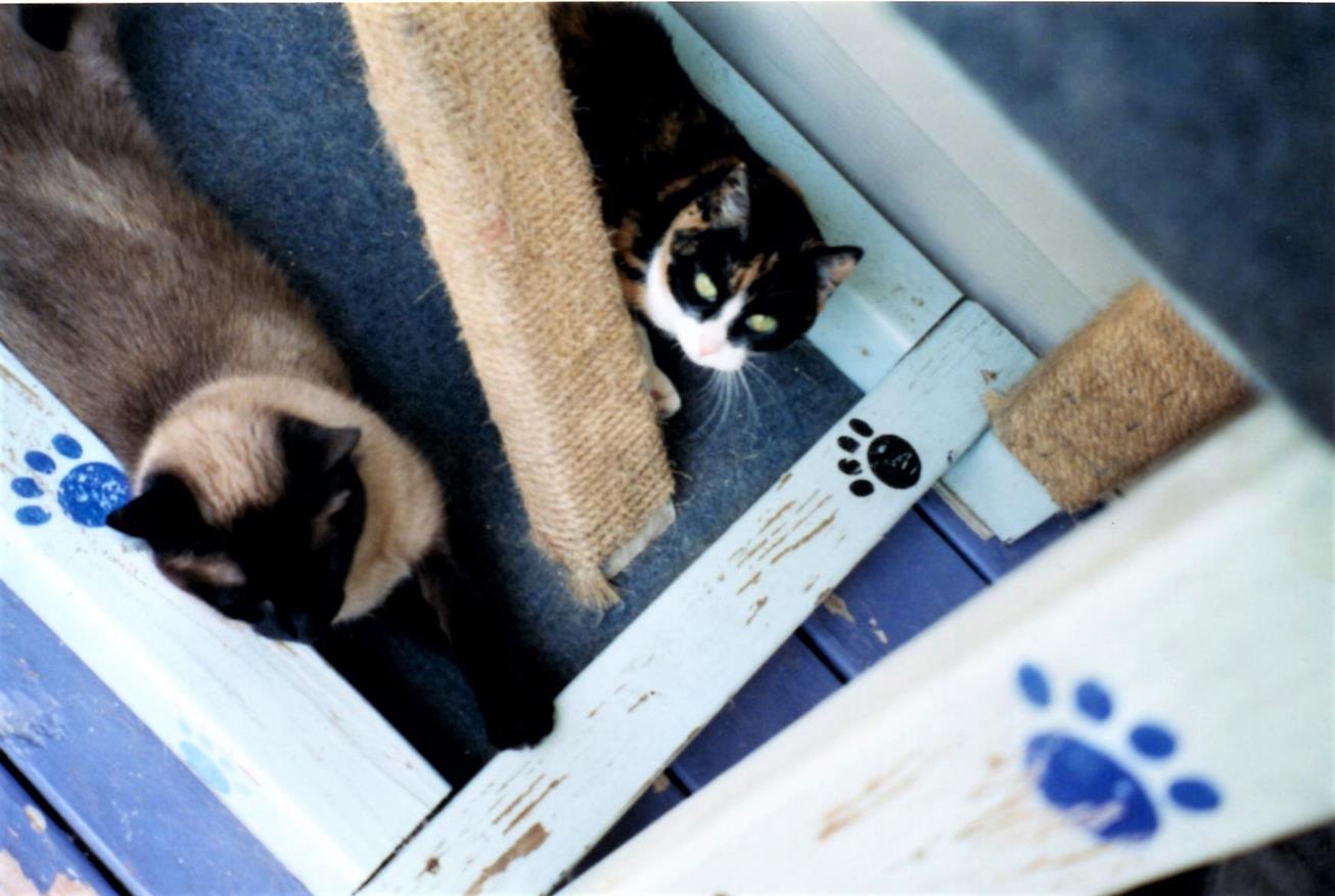 Hanging with Simon in our archaic DIY cat condo. 