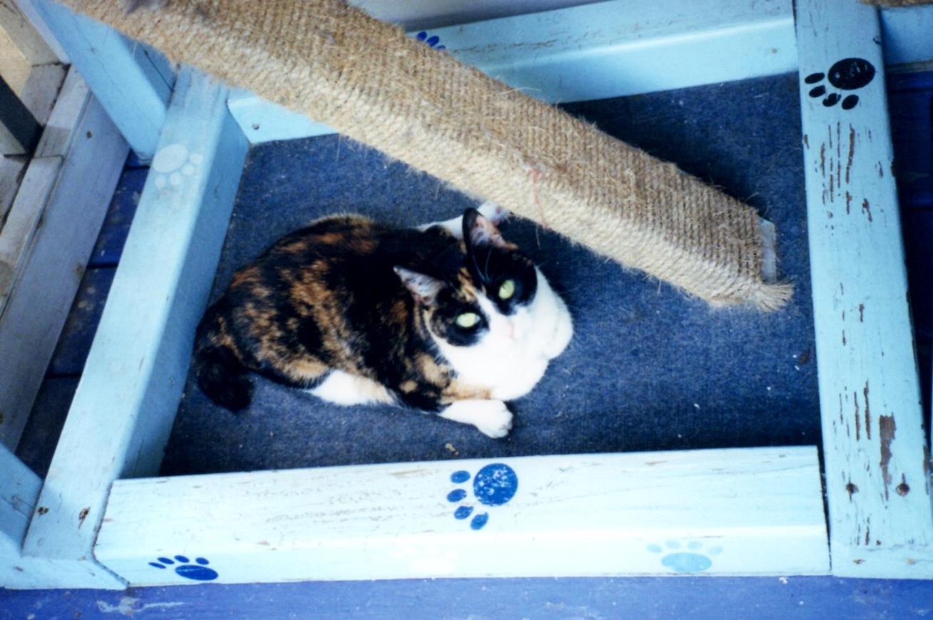 Wheels on blue cat condo (Copy) Snappy Cappers! One of a bazillion nicknames.