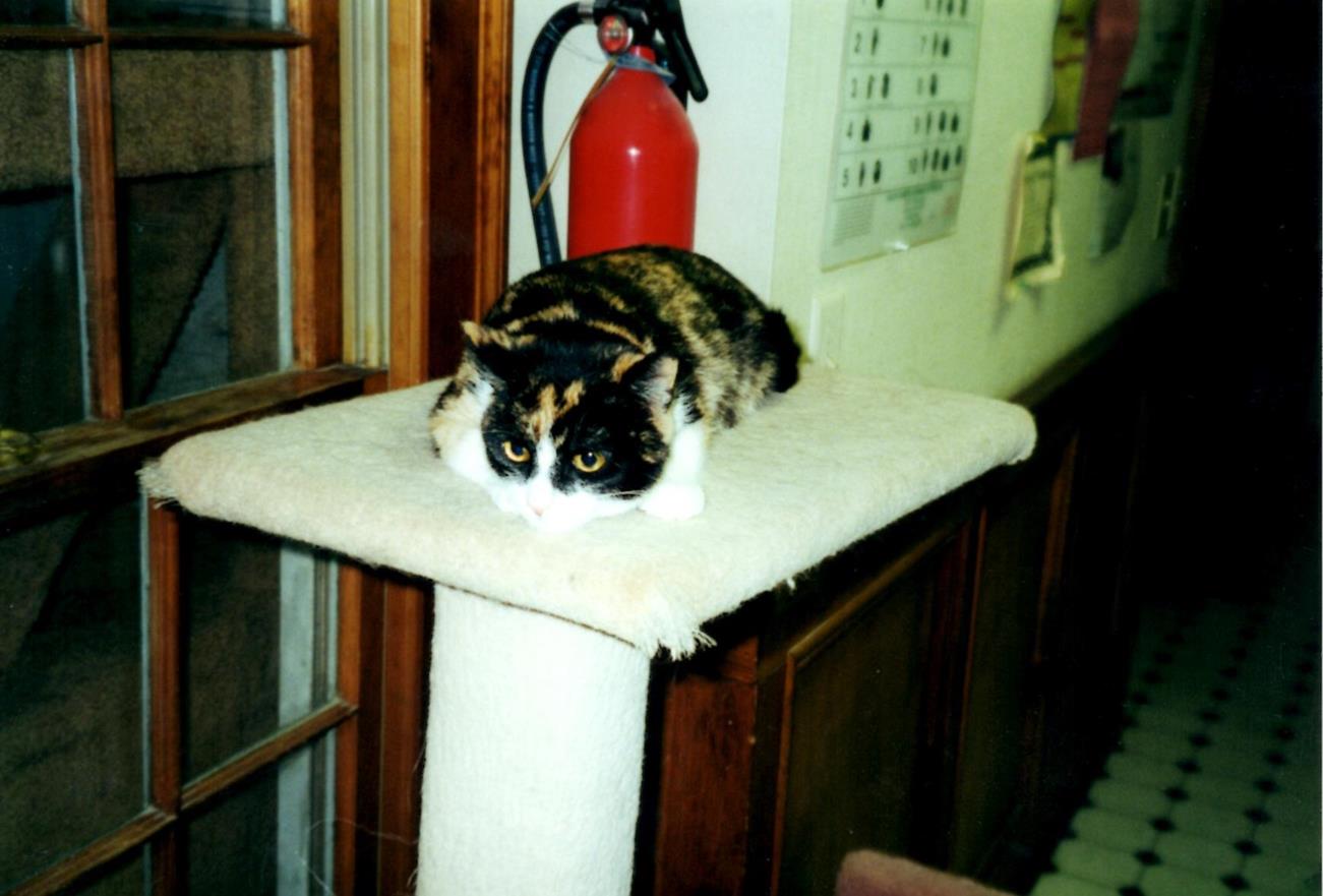 Wheels on cat condo at CCR (Copy) On a condo at the clinic, we put her up there so she could survey the land.