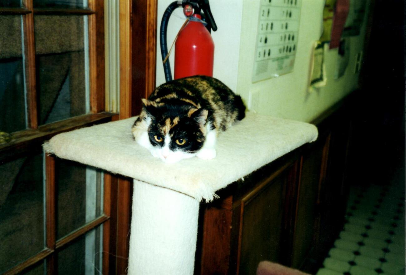 On a condo at the clinic, we put her up there so she could survey the land. 