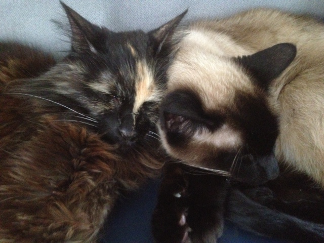 Wick and Simon 2 Sister and brother, adopt related cats if you can.