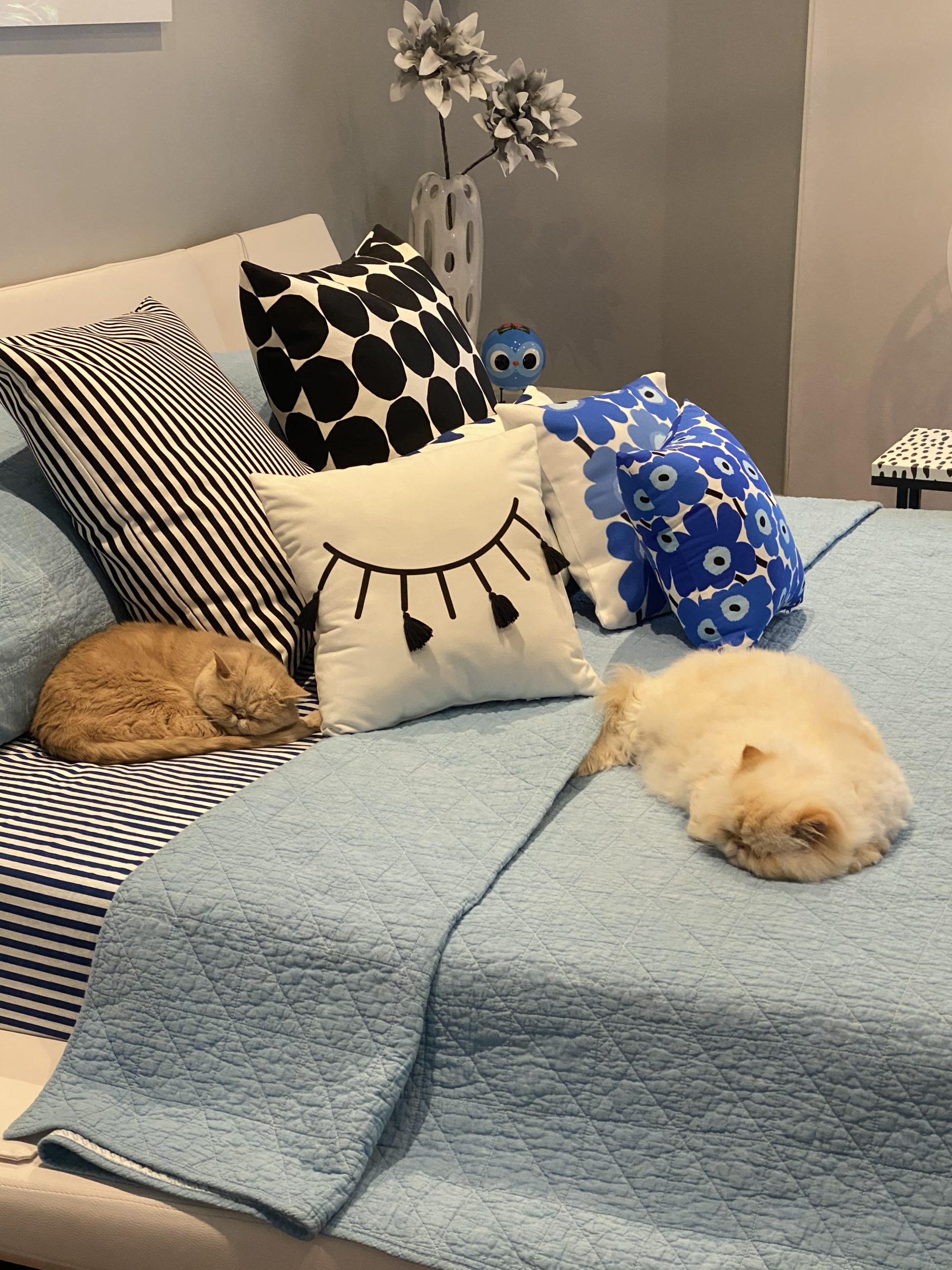 Griffin & Teddy sharing the bed together! 