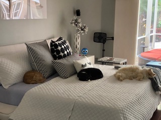 Zynis 5 All THREE boys sharing the bed! Success!