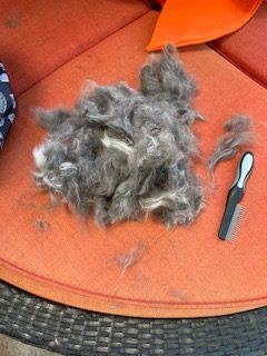 The spoils of a VERY productive grooming session. 