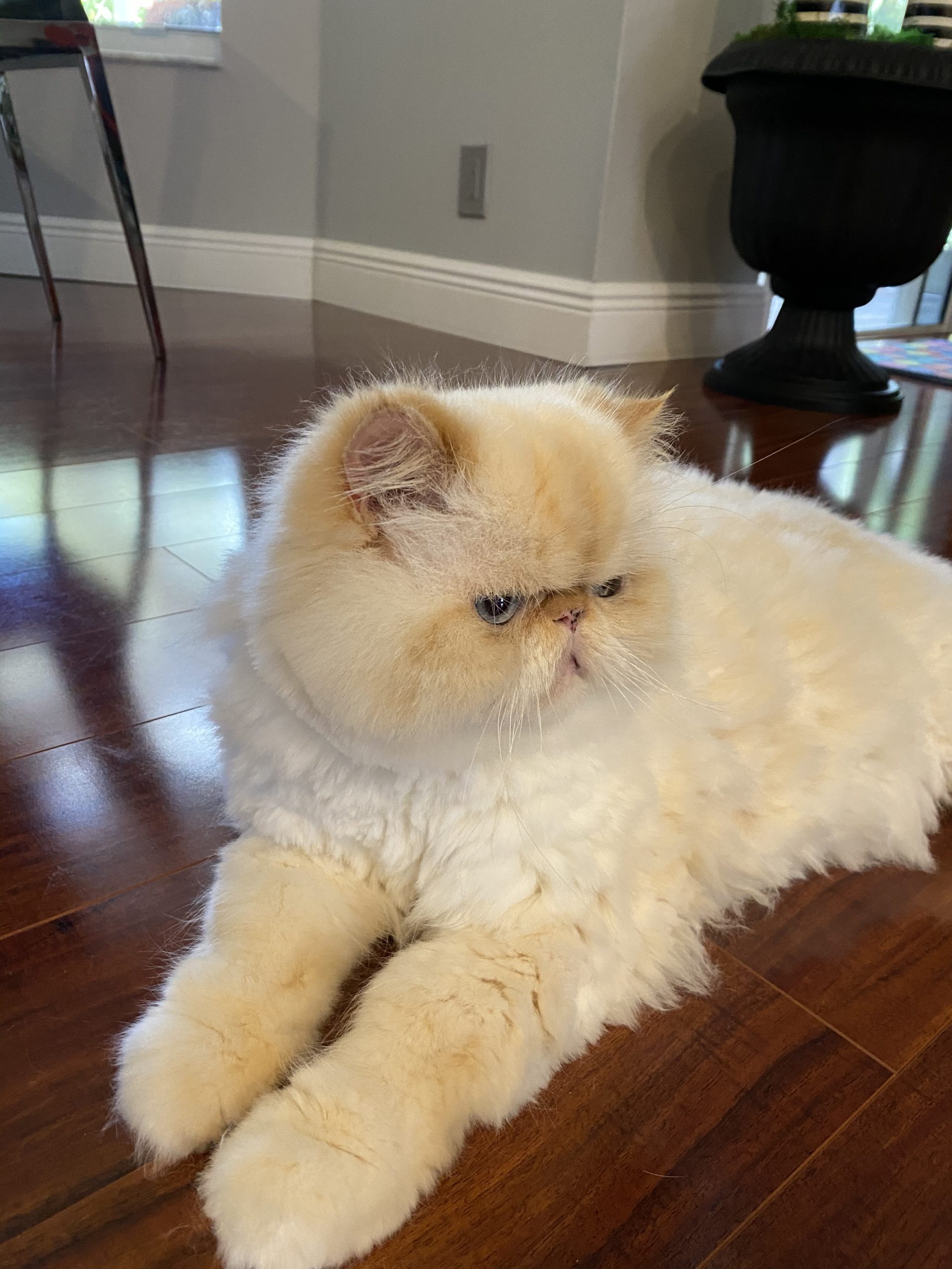 Teddy in all of his handsome glory and technically a Himalayan. 