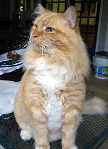 Livin' the clinic life rockin' his wooly-bear phase of his lioncut.