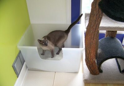 A large box with two exit routes, out the front or jump out the  top onto cat condo. 