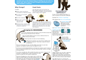 Foraging Infographic square