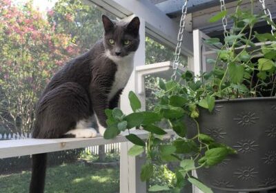 Soren enjoying fresh greens via vertical space. 