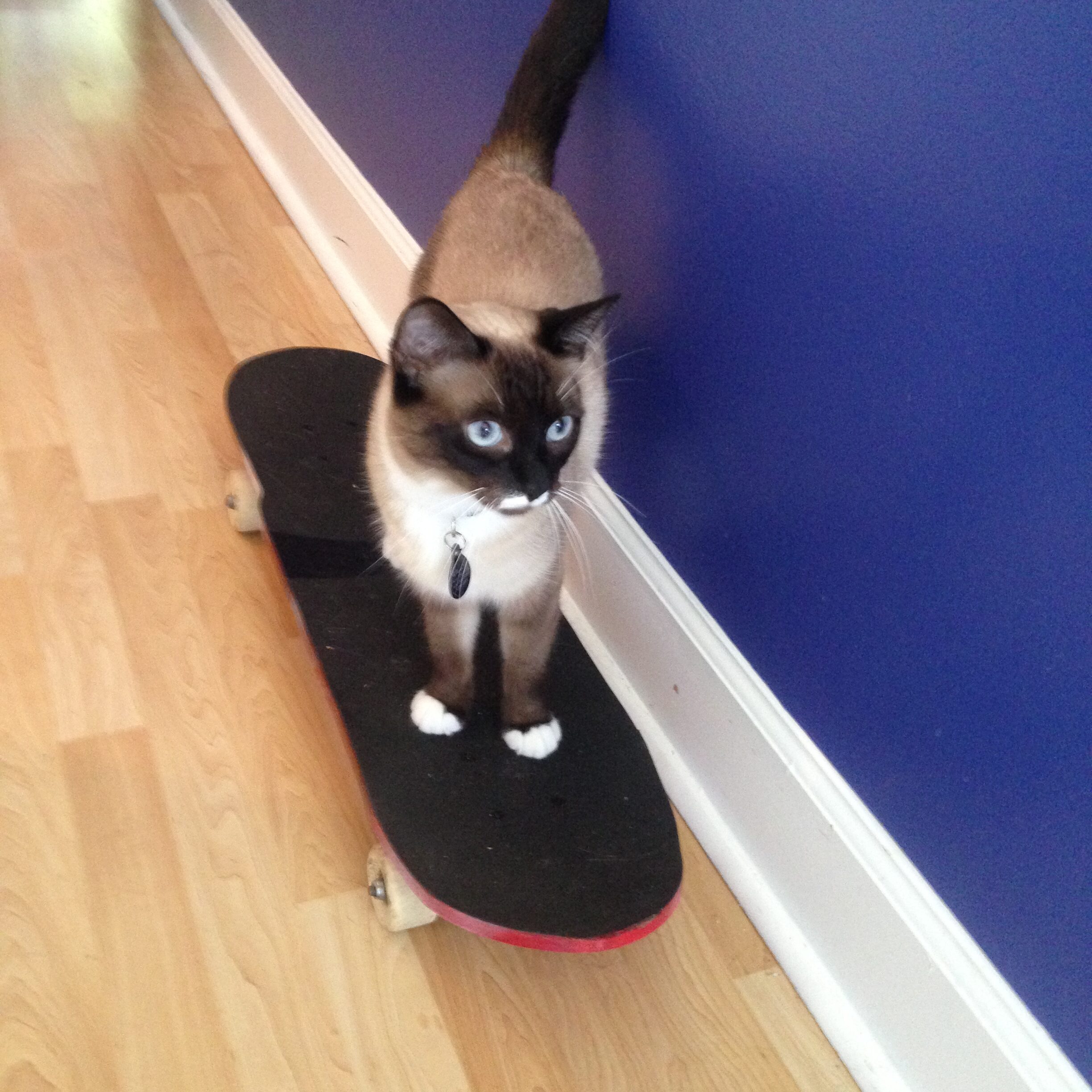 Willow cruisin' on her skateboard. Ingrid has taught many cats to skate!