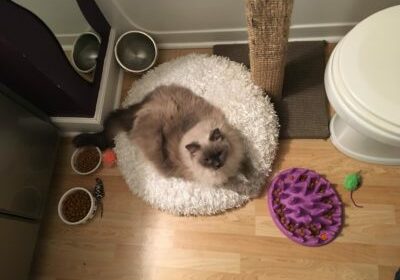 Safe room set up example, adult cat in small bathroom. 