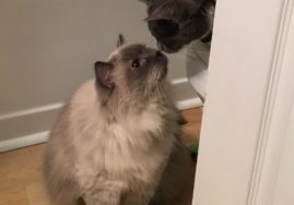 Two cats touching noses for the first time, a very high form of affection in cat speak!