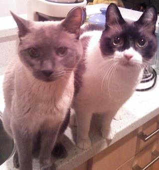 Italiano Bears on the counter, "helping". 