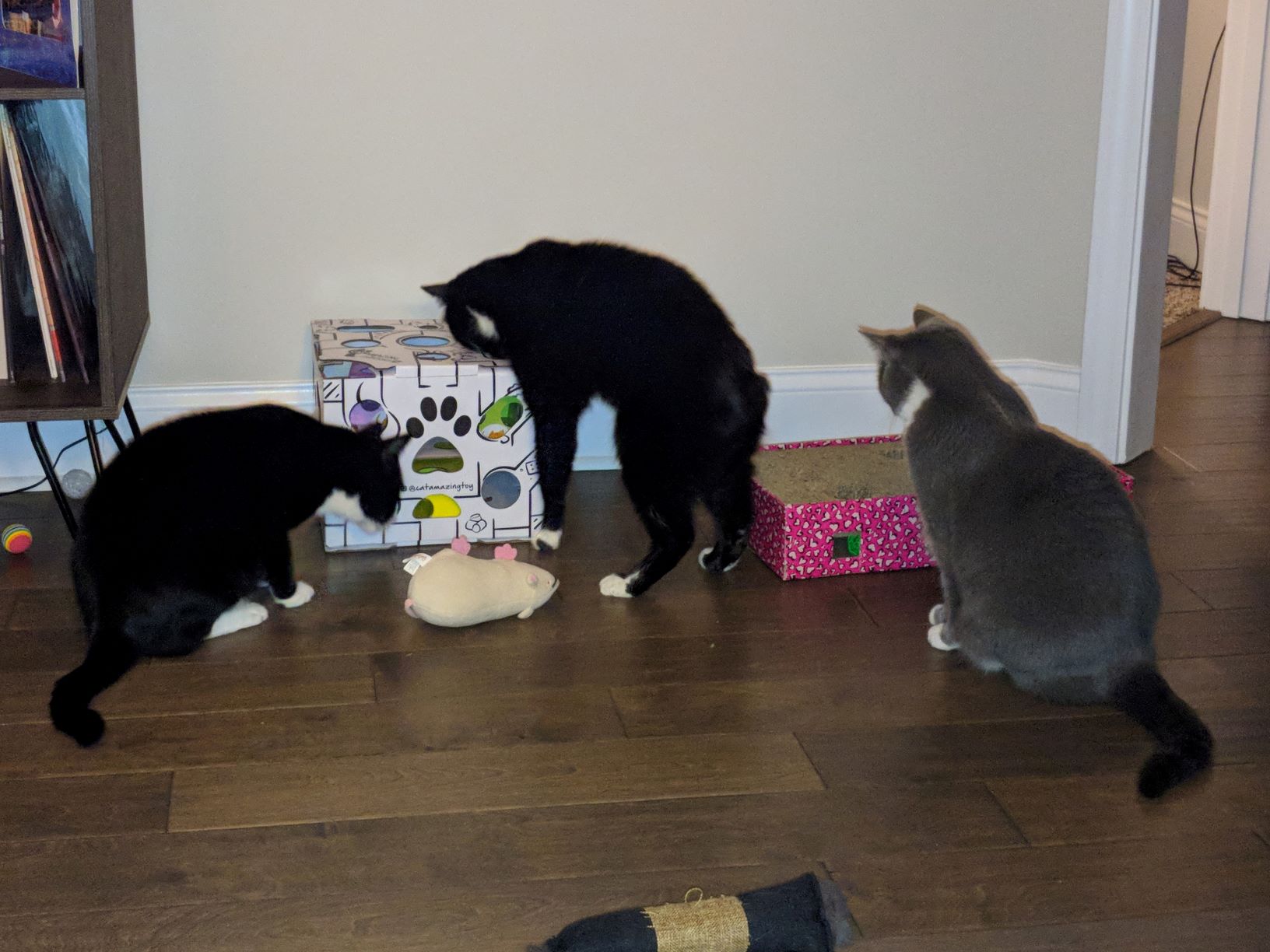 courtney honeycutt pic 1 The original three boys foraging together!