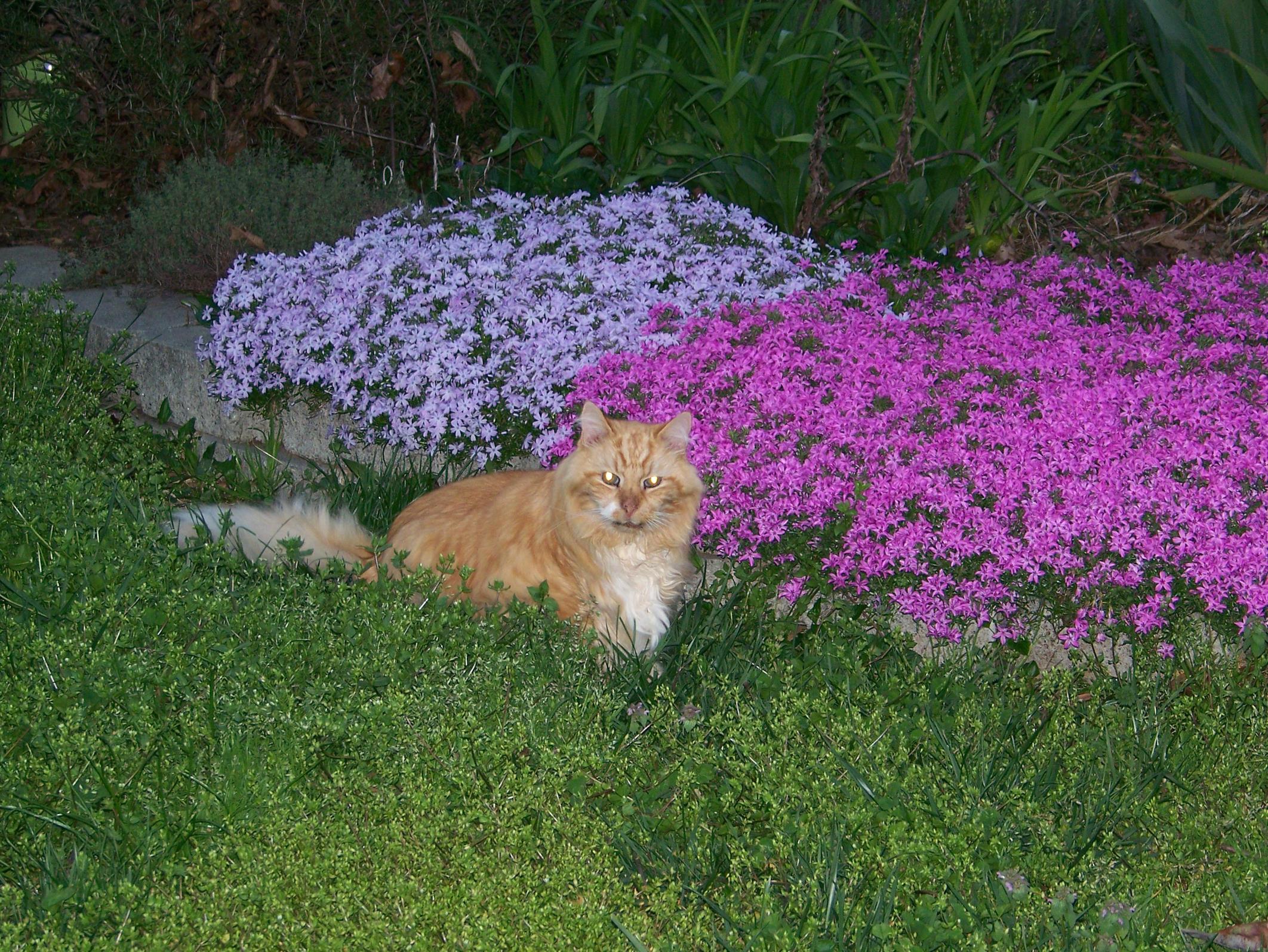 Labs say he shouldn't be alive, but so strong he was still walking around the yard. 