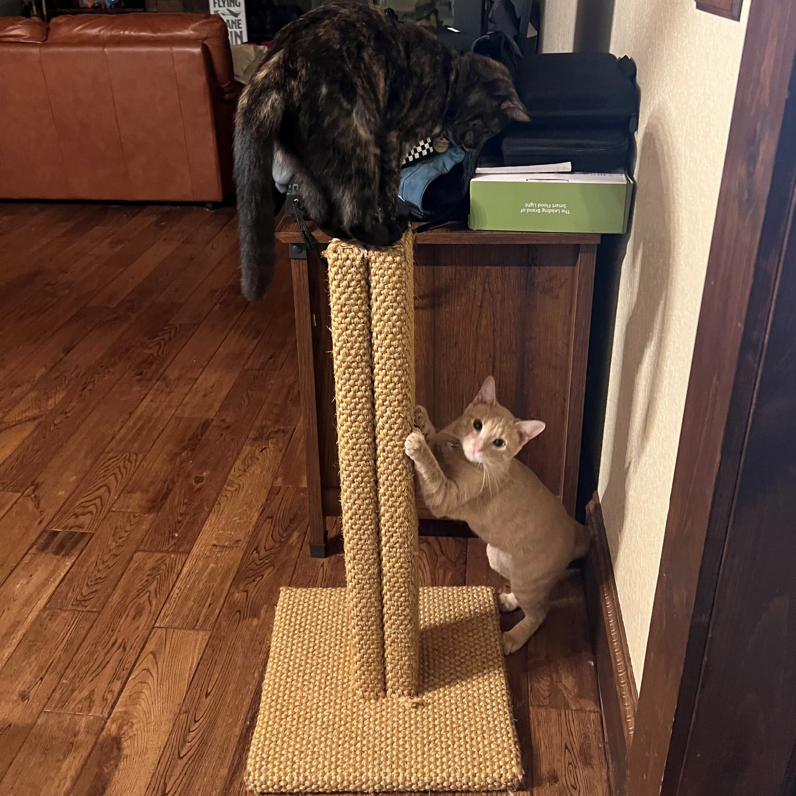 One of their new Fundamentally Feline scratching posts! 