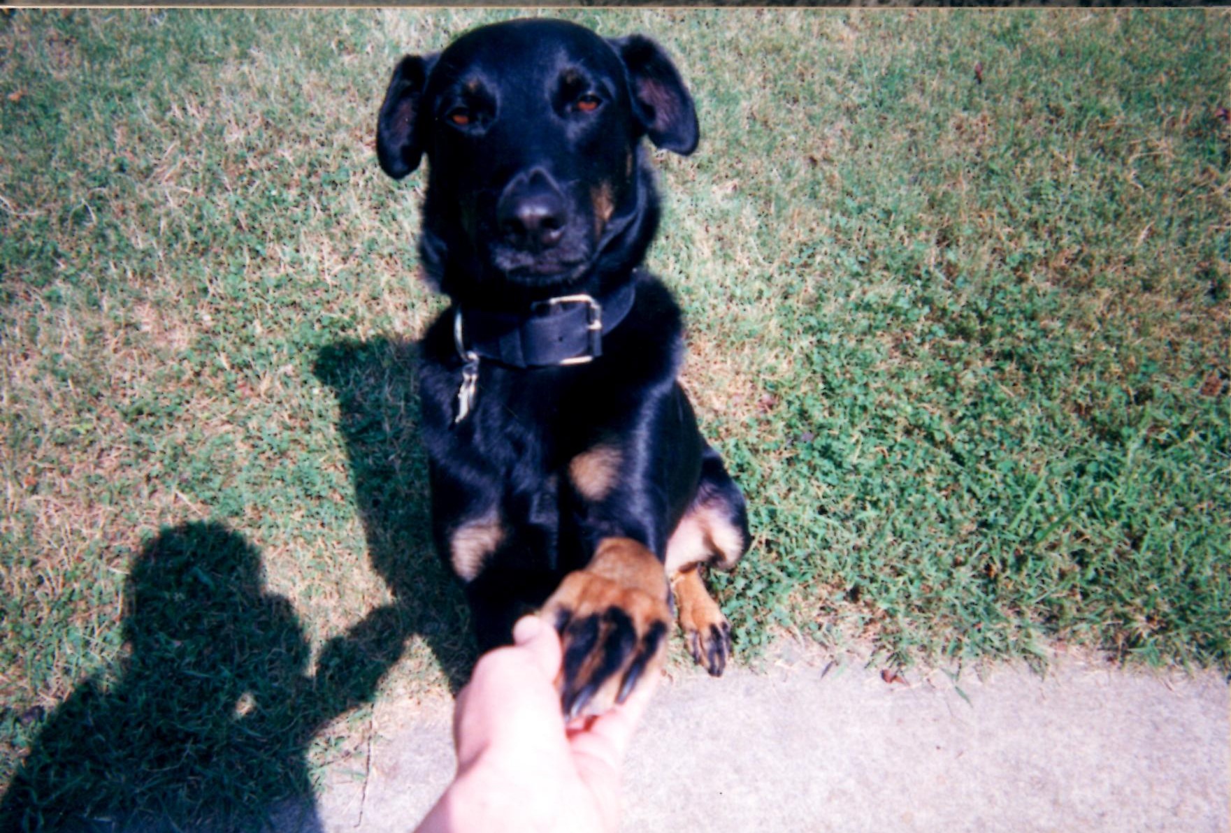 Shaking paws, with his hydrant tag, goodbye Grant.