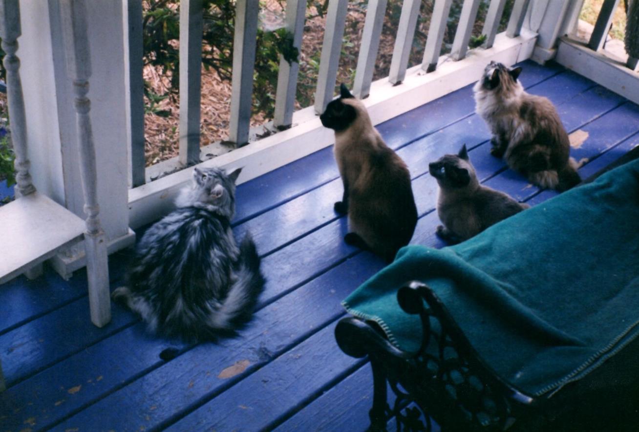 Hanging with her friends on the screen porch.