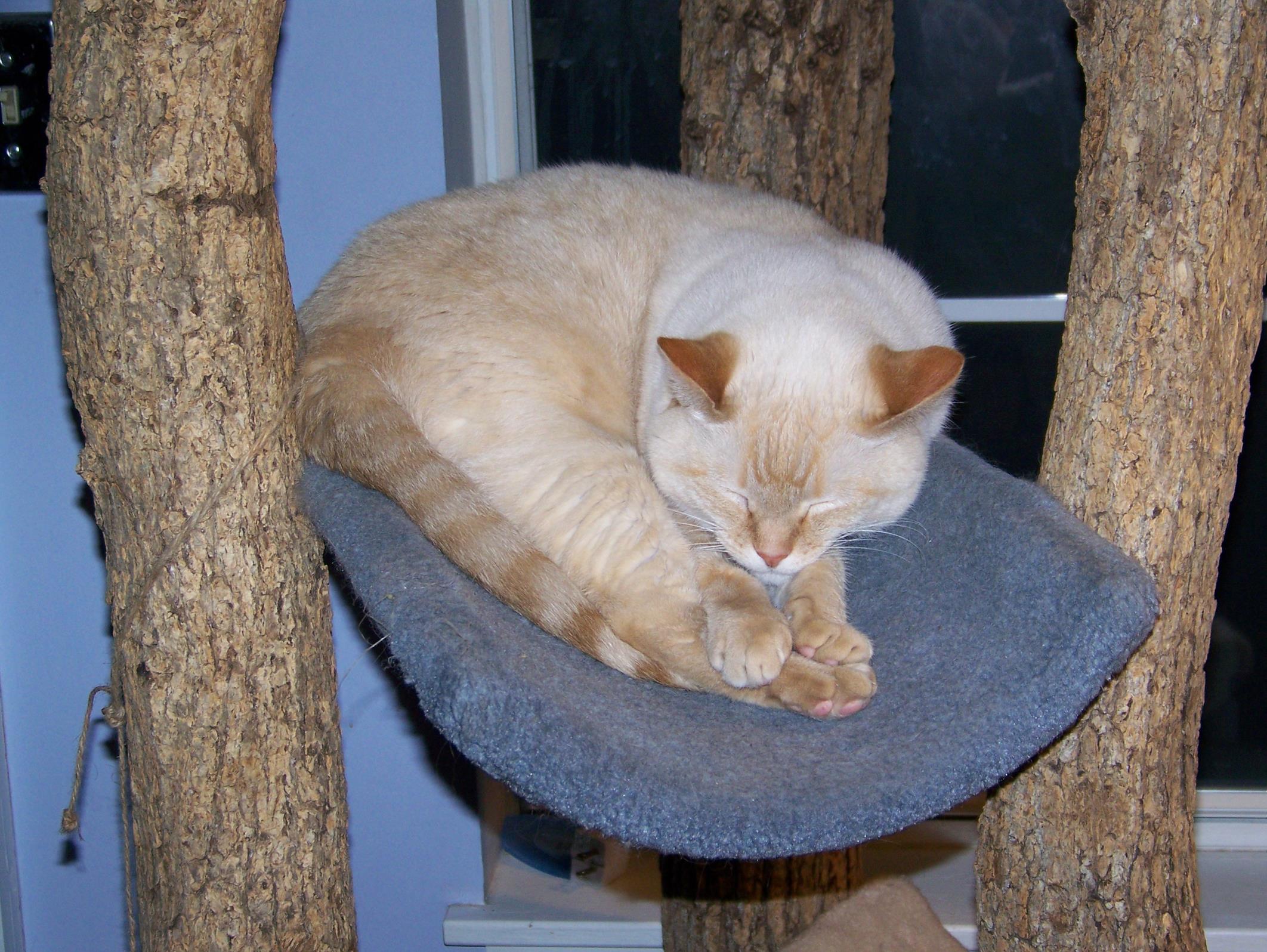 jake 035 (Copy) Wallace on cat condo.