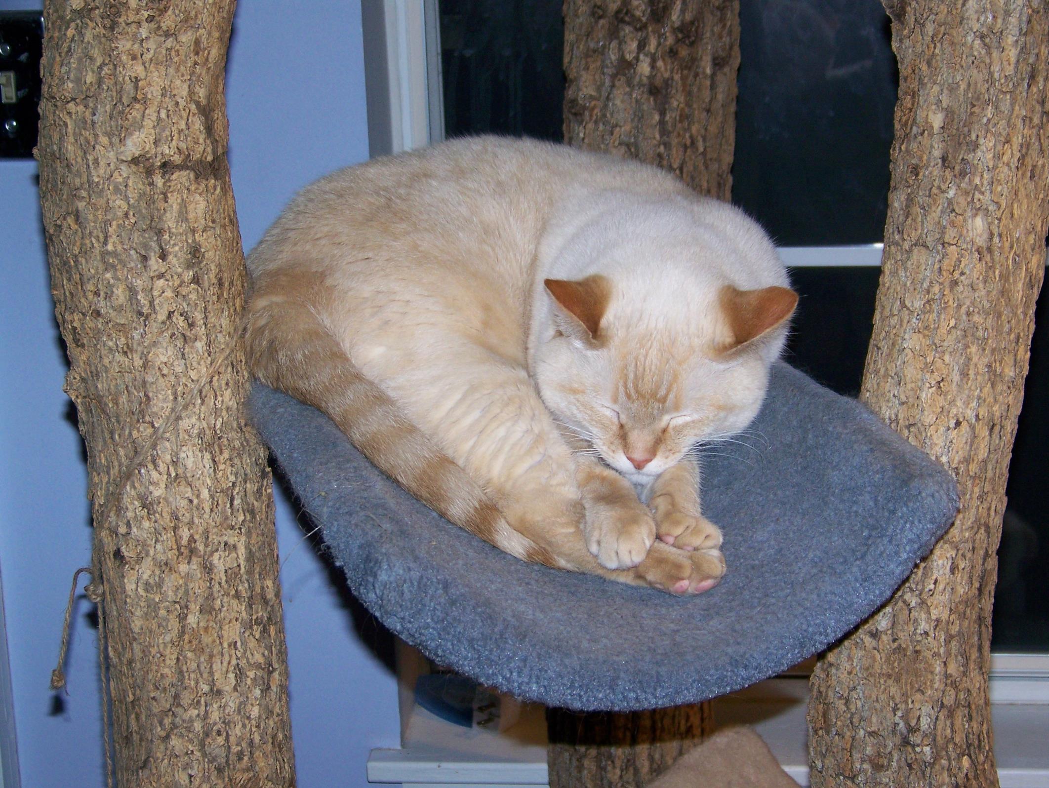 Wallace on cat condo.