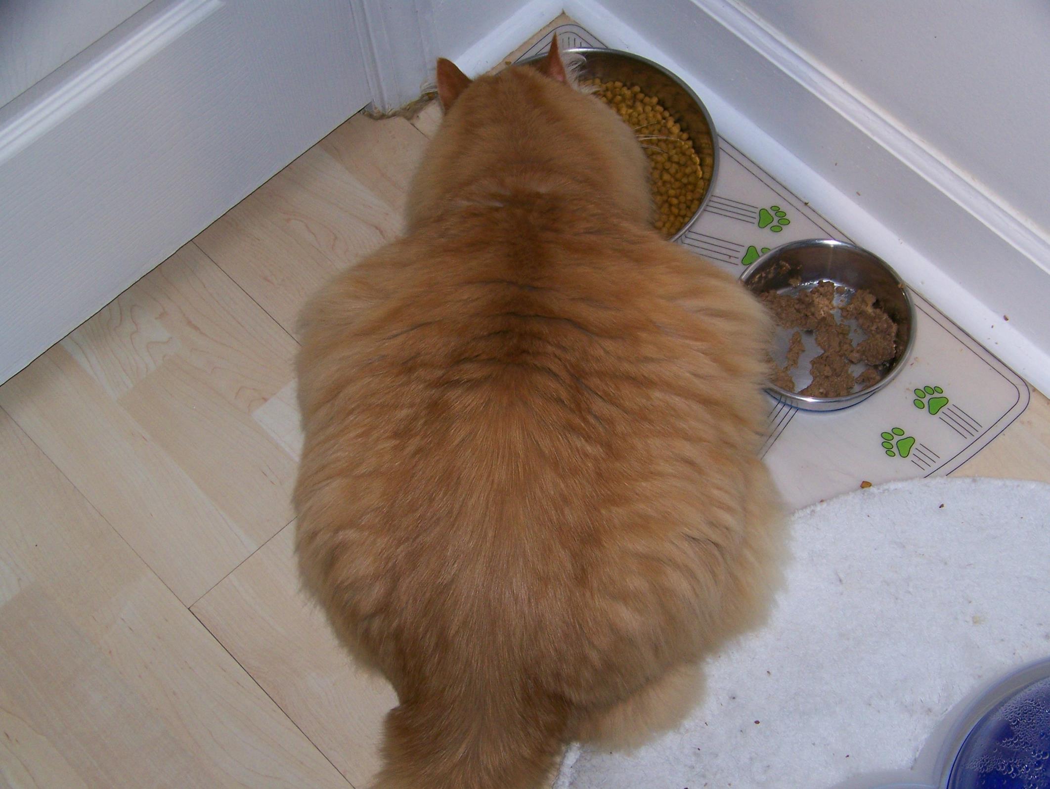 jake 125 (Copy) Quite the stunning coat for a cat with chronic ringworm!