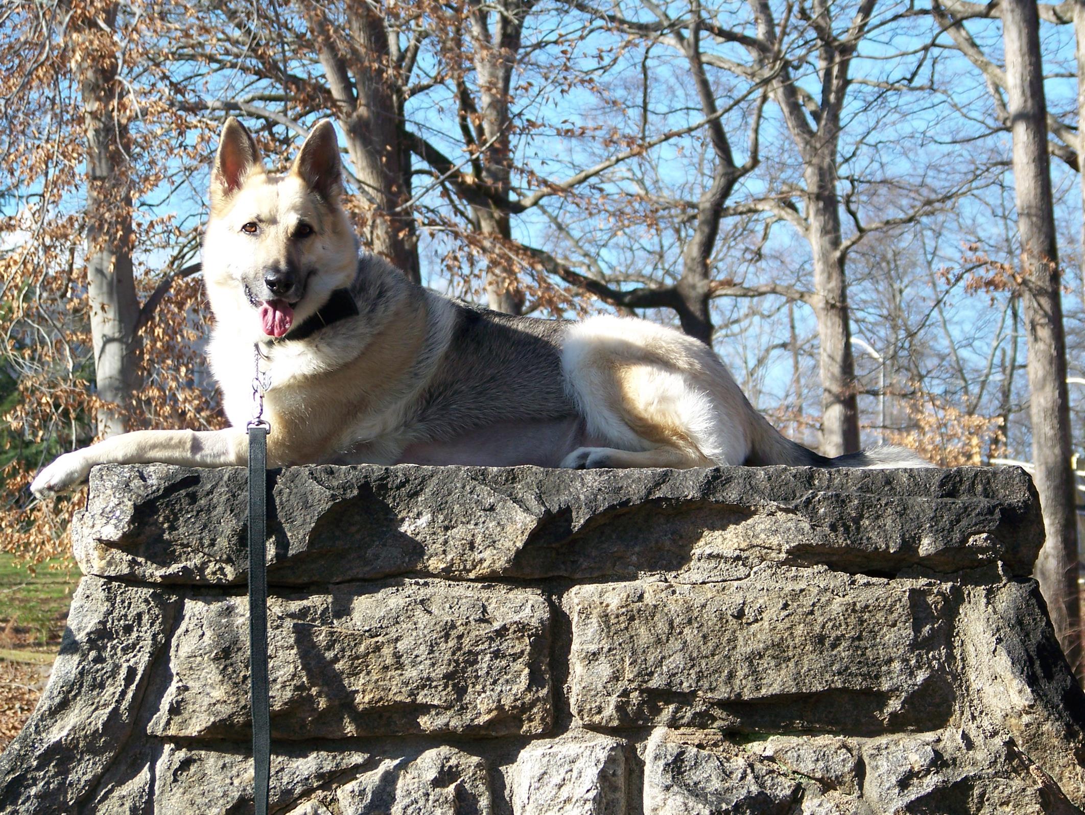 jake 155 (Copy) Majestic!