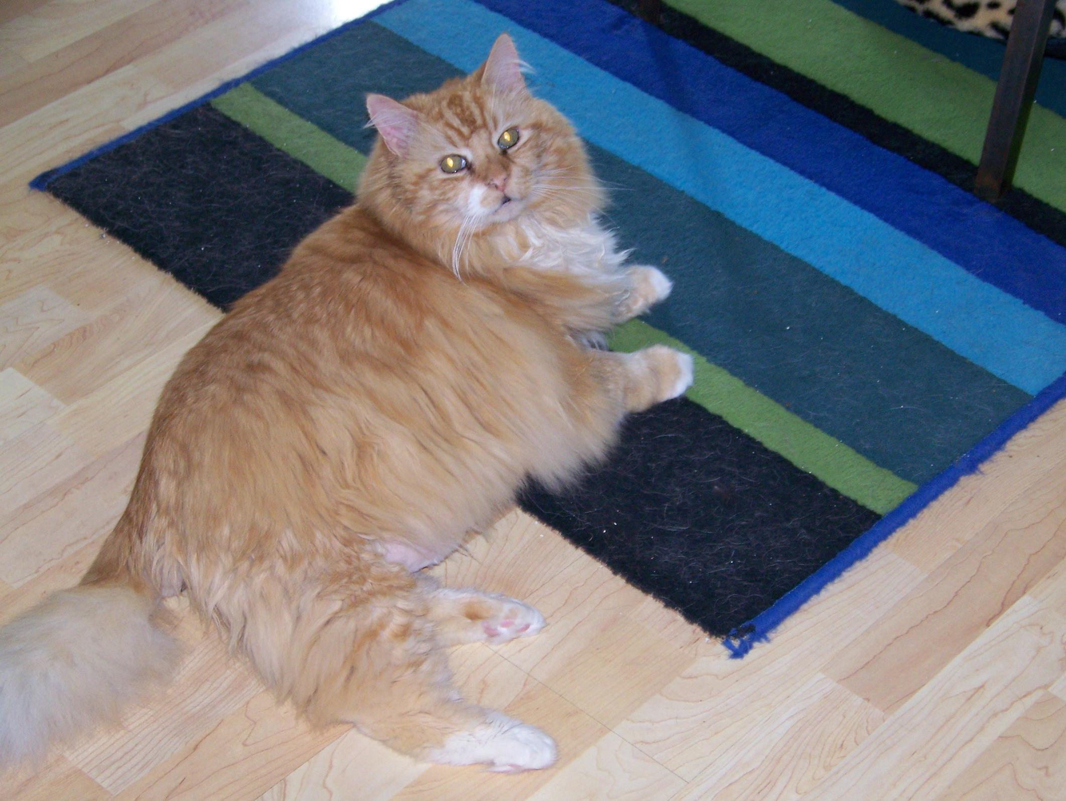 He was right at home on our living room rug!