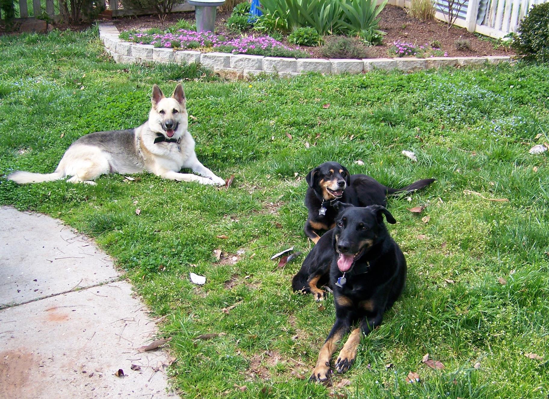 The whole pack. They were quite the trio. 