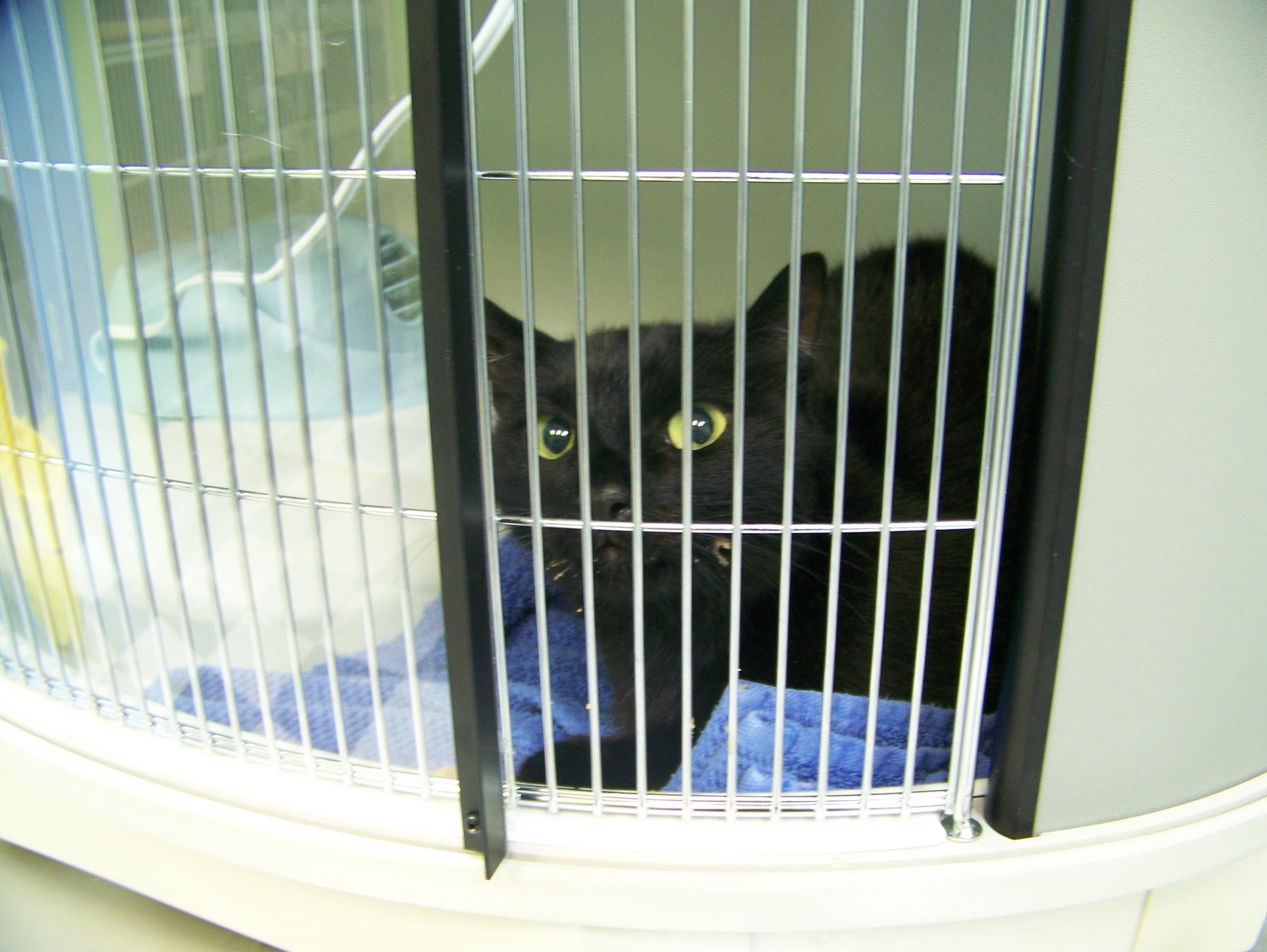 jake 400 (Copy) In the oxygen cage at Paws Whiskers and Claws.