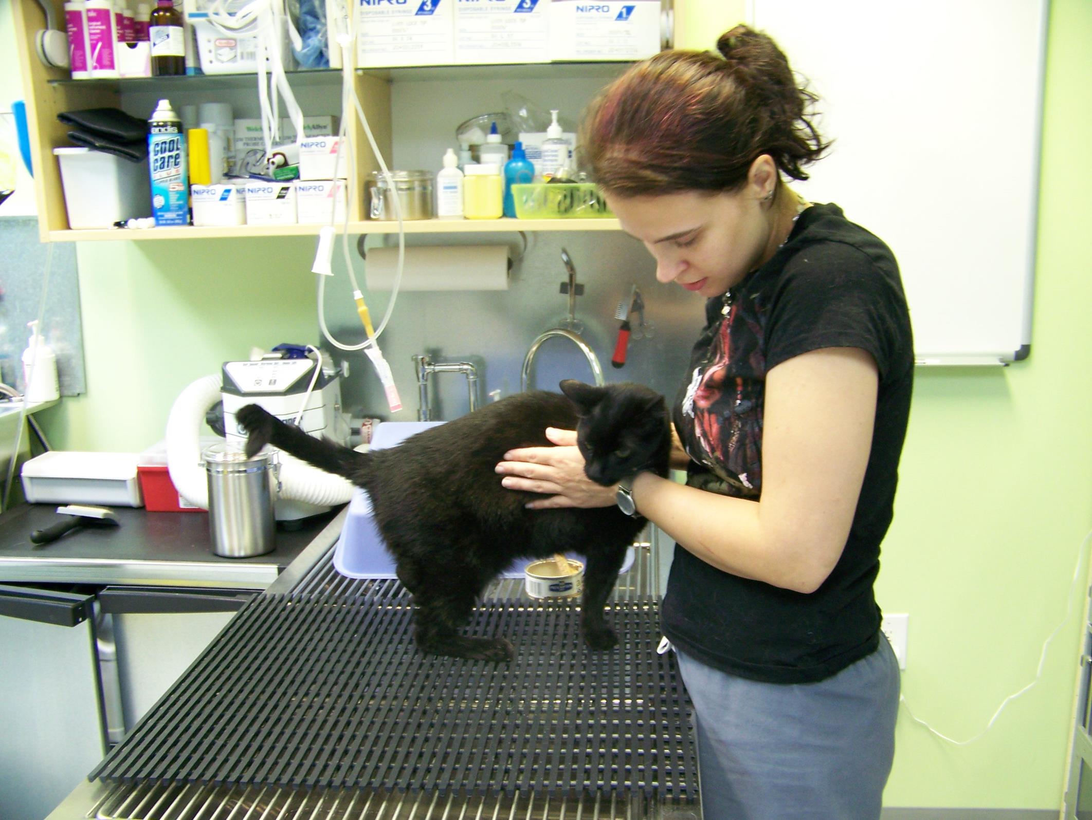 jake 403 (Copy) I am coupaging Vader's chest to help loosen the gunk in his lungs.