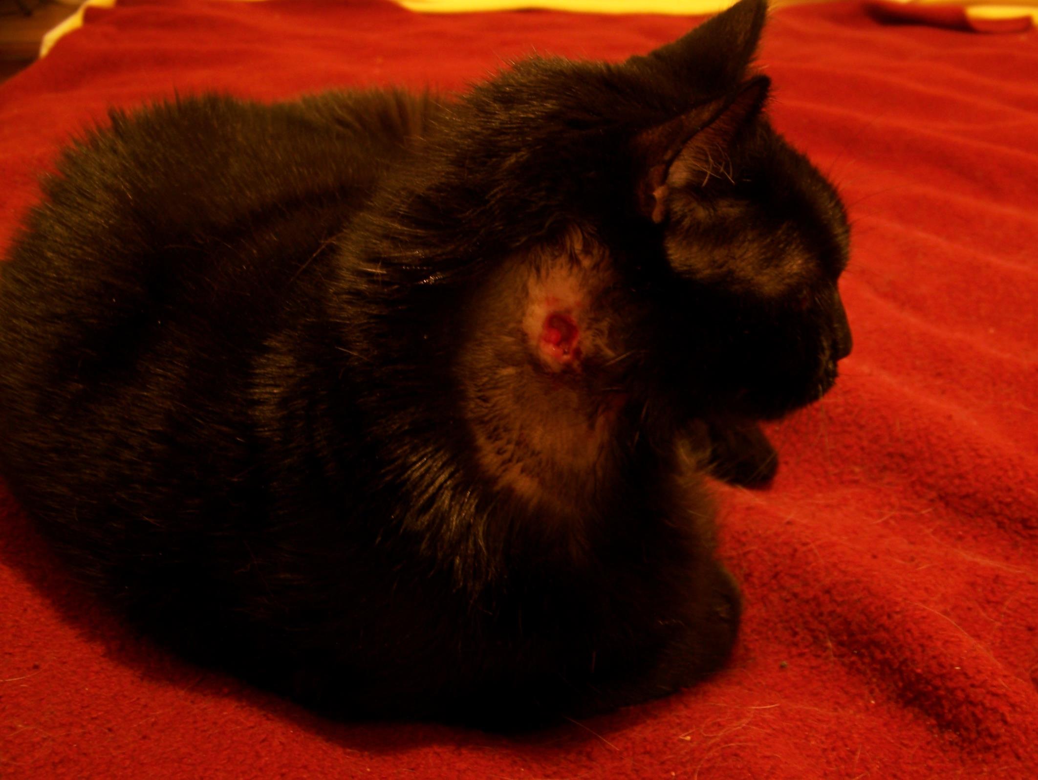 jake 632 (Copy) The open hole on the side of his neck that took over a year to close.
