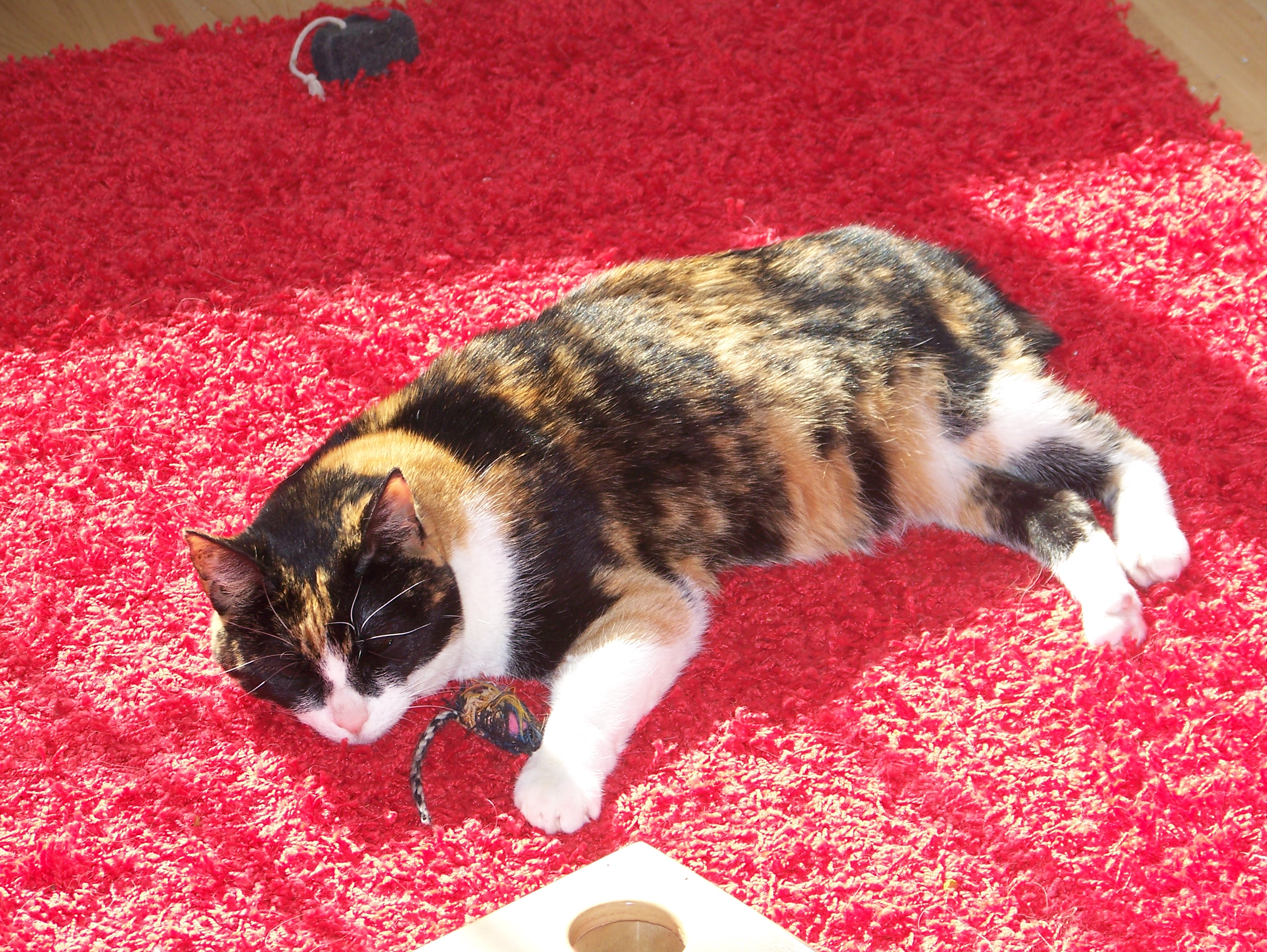 Napping in the sun with her fave mouse toy.