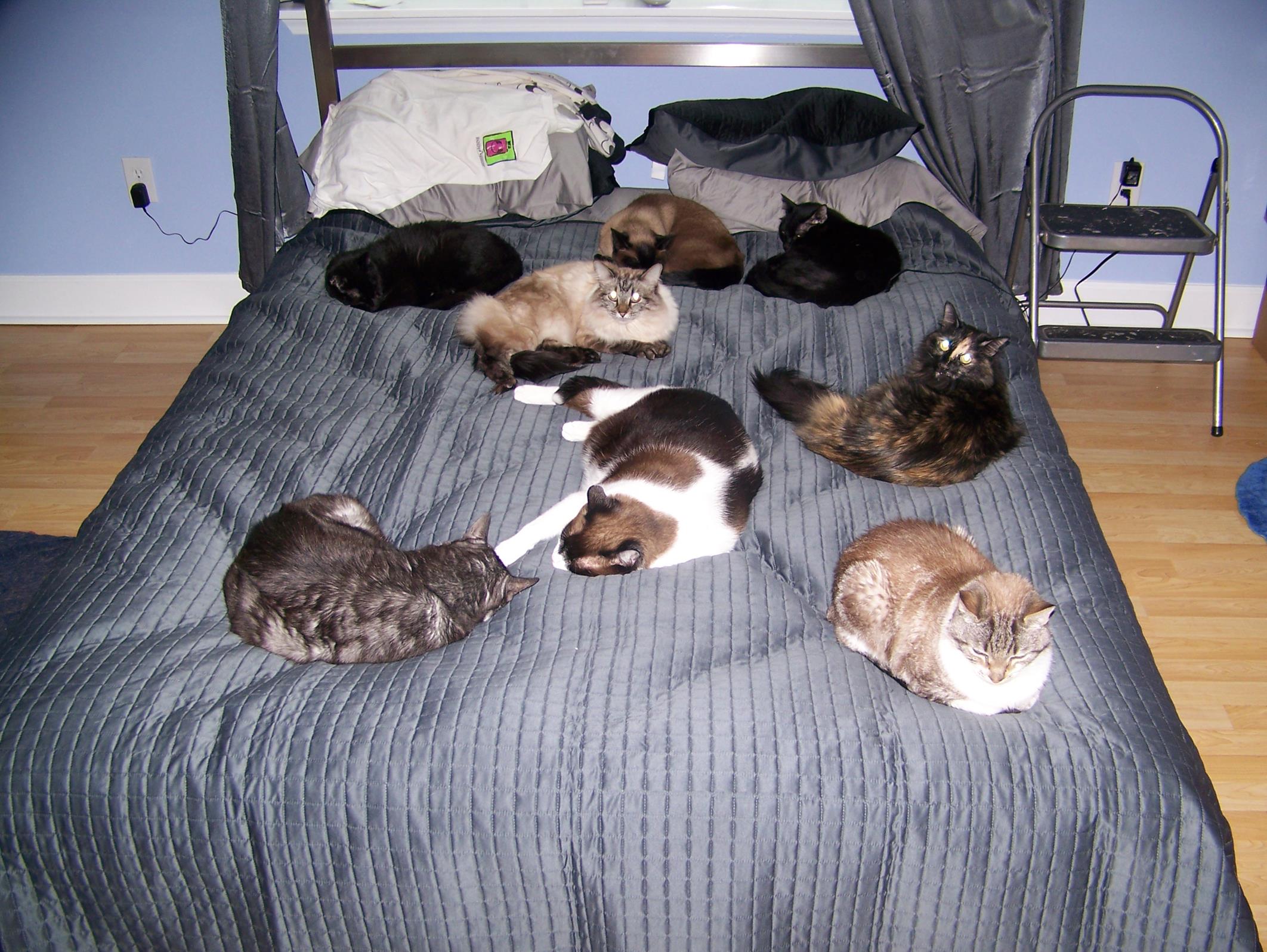 I LOVE this pic! Eleven on the bed at once is our record. 