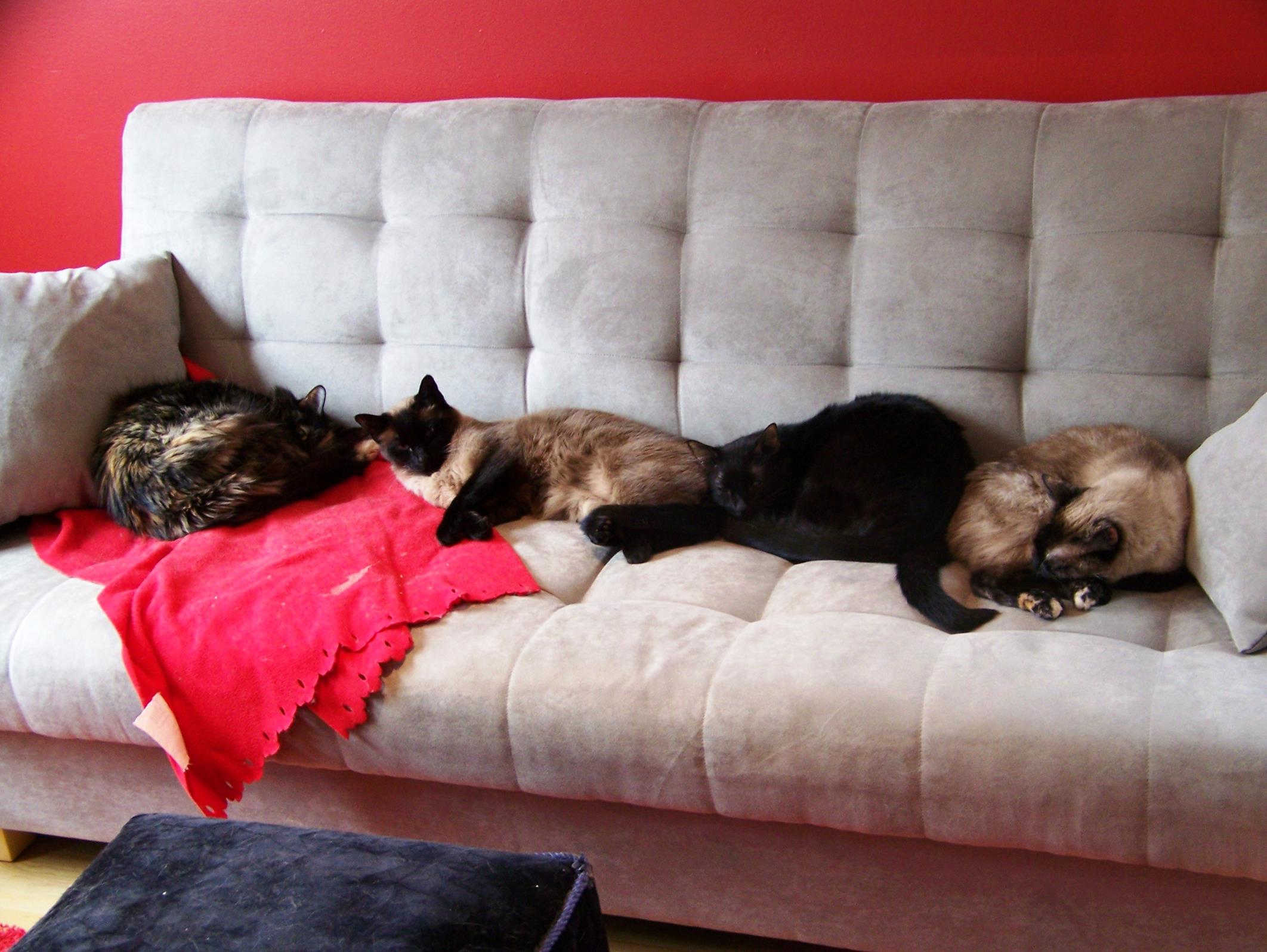 jake 731 (Copy) Always together. I implore you to adopt related cats!