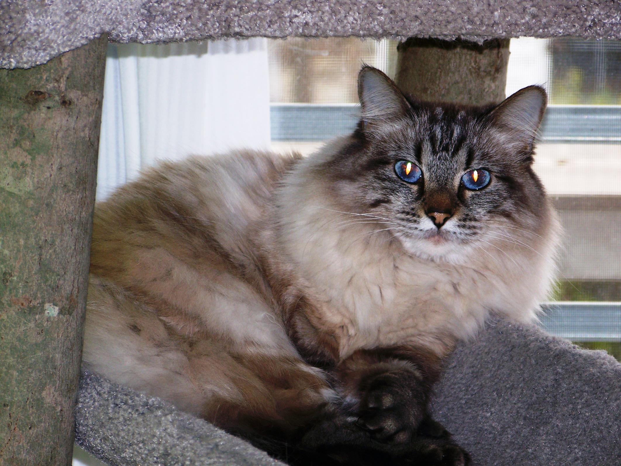 jake 776 (Copy) Chillin' in her condo. Look but do not touch!