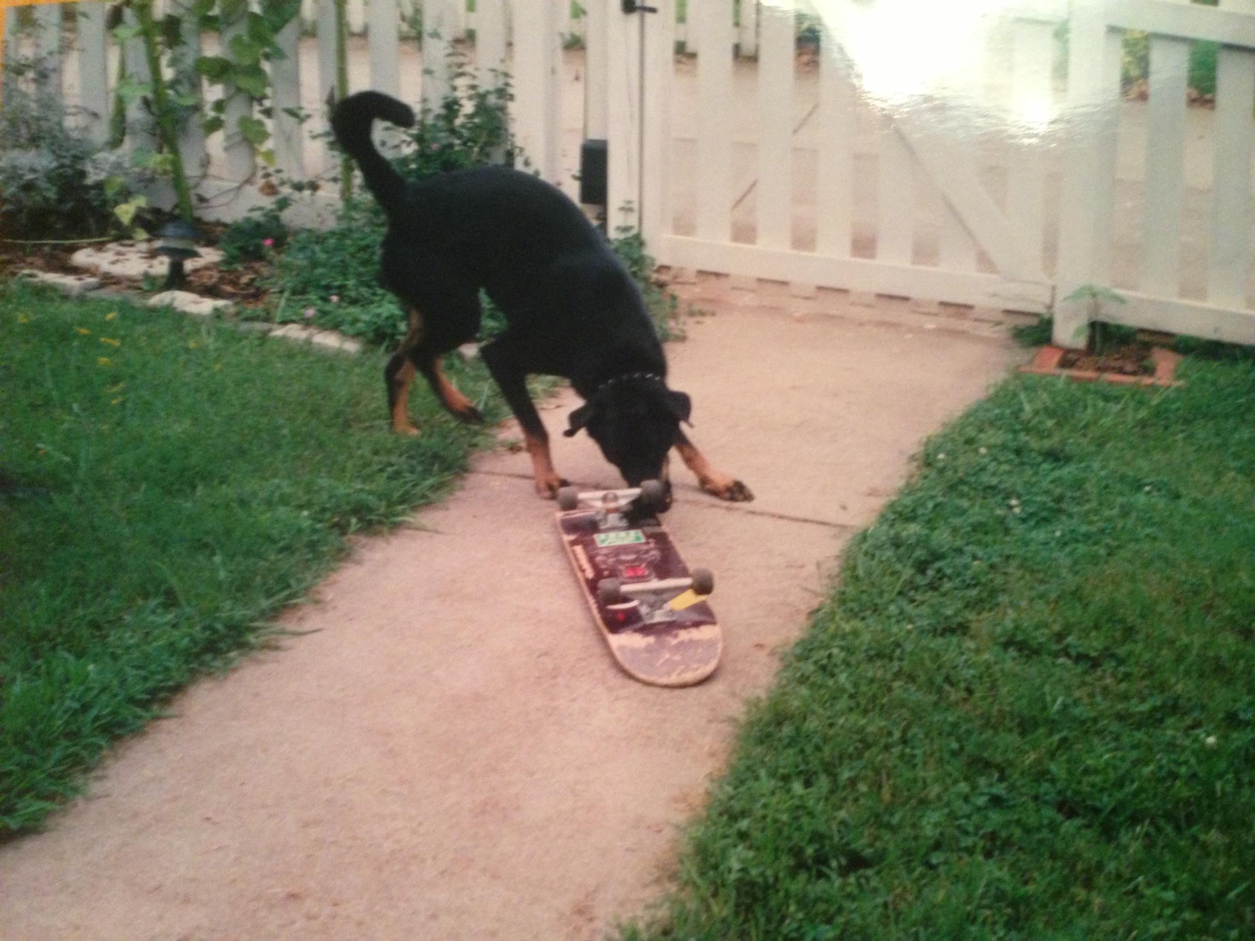 the skateboard.