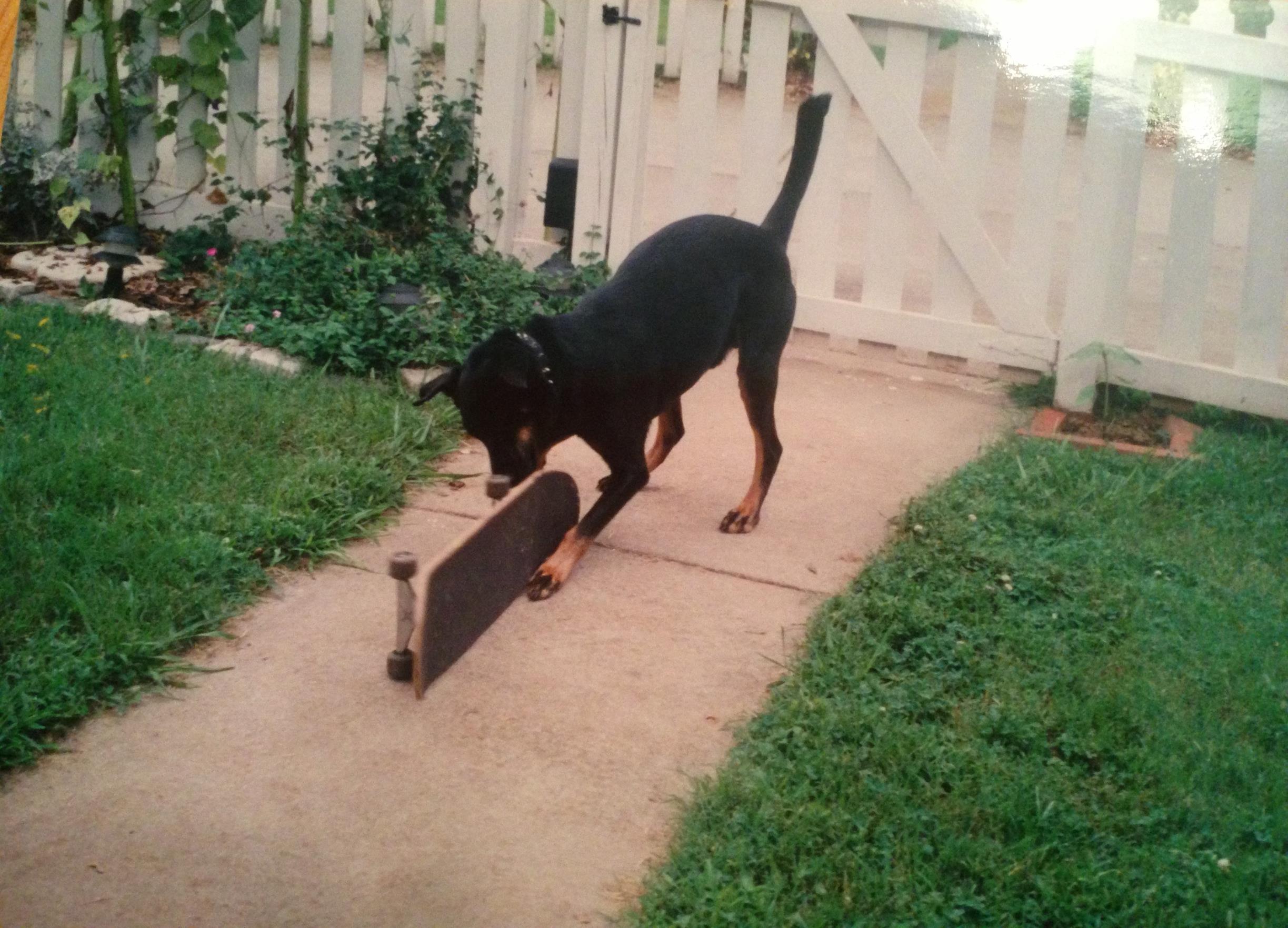 photo 4 (2) (Copy) Our little "Thrasher"