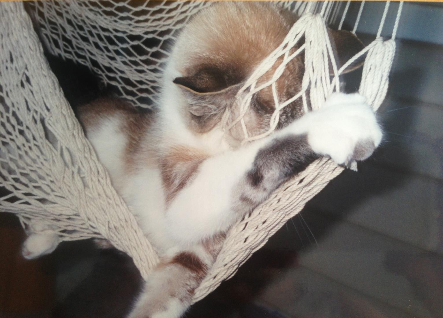 This cat loved our hammock swing! Got "stuck" but not really, just playing.